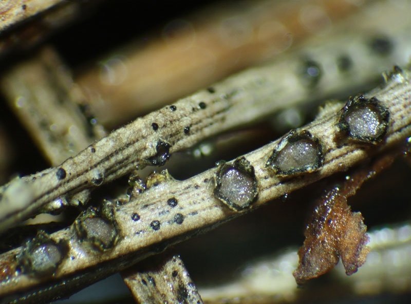 Представитель Семейства Phacidiaceae